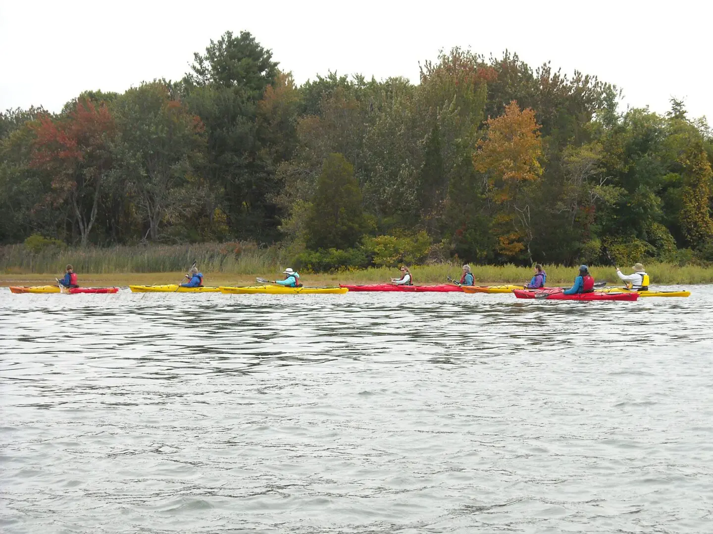 Featured image for “Wildlife Kayak Tours of the Estuary”
