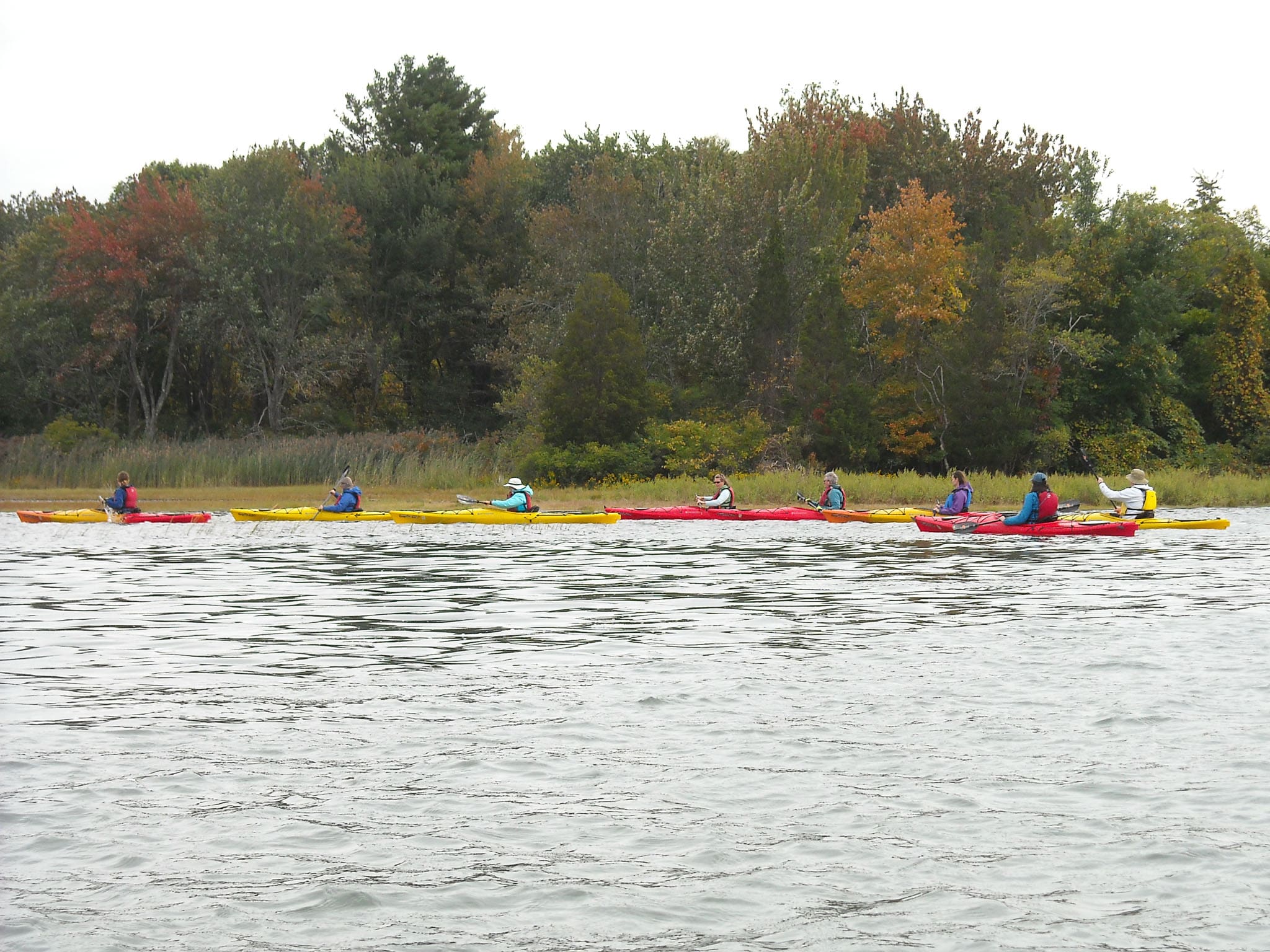 Featured image for “Wildlife Kayak Tours of the Estuary”
